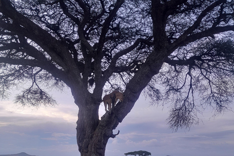 Zanzibar/ Dar es Salaam: Ngorongoro Crater & Culture Safari