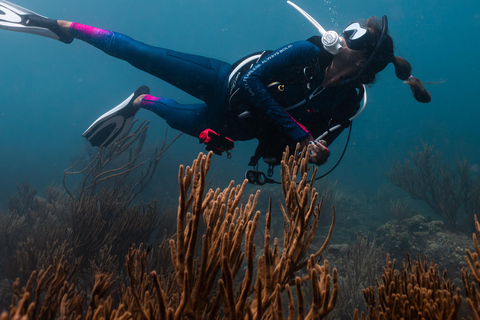 Fun Dives in Tayrona National Park's Coral Reefs