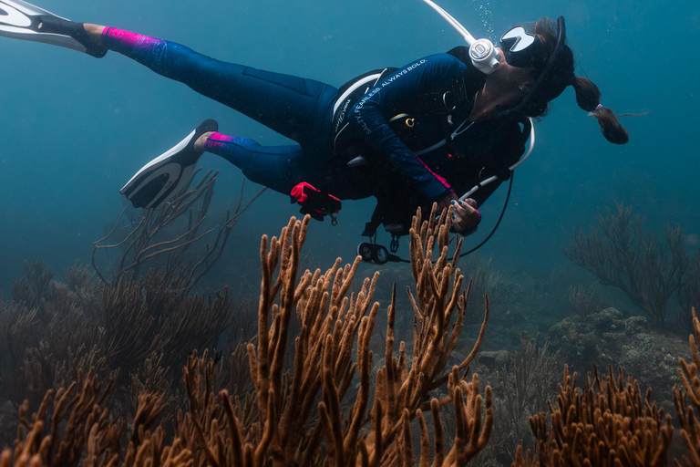 Fun Dives in Tayrona National Park's Coral Reefs