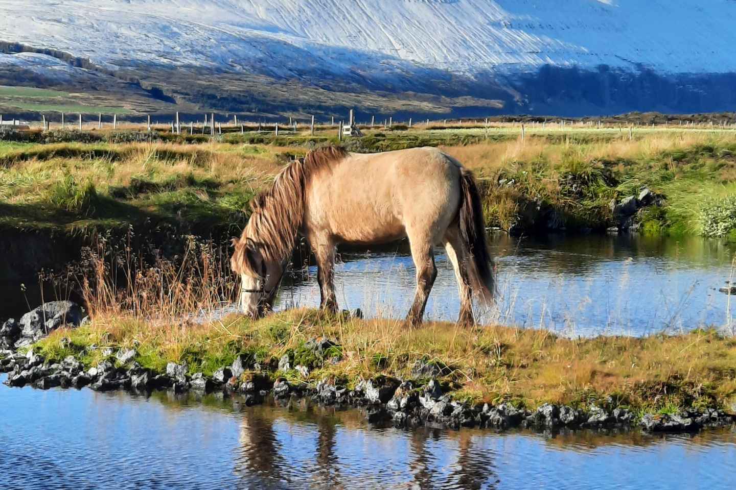 Norte de Islandia: Tour a Caballo