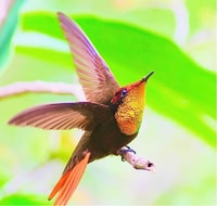 Yerette's Home Of The Hummingbirds Tour - Housity
