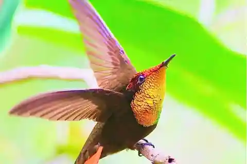 Yerette's Home Of The Hummingbirds Tour