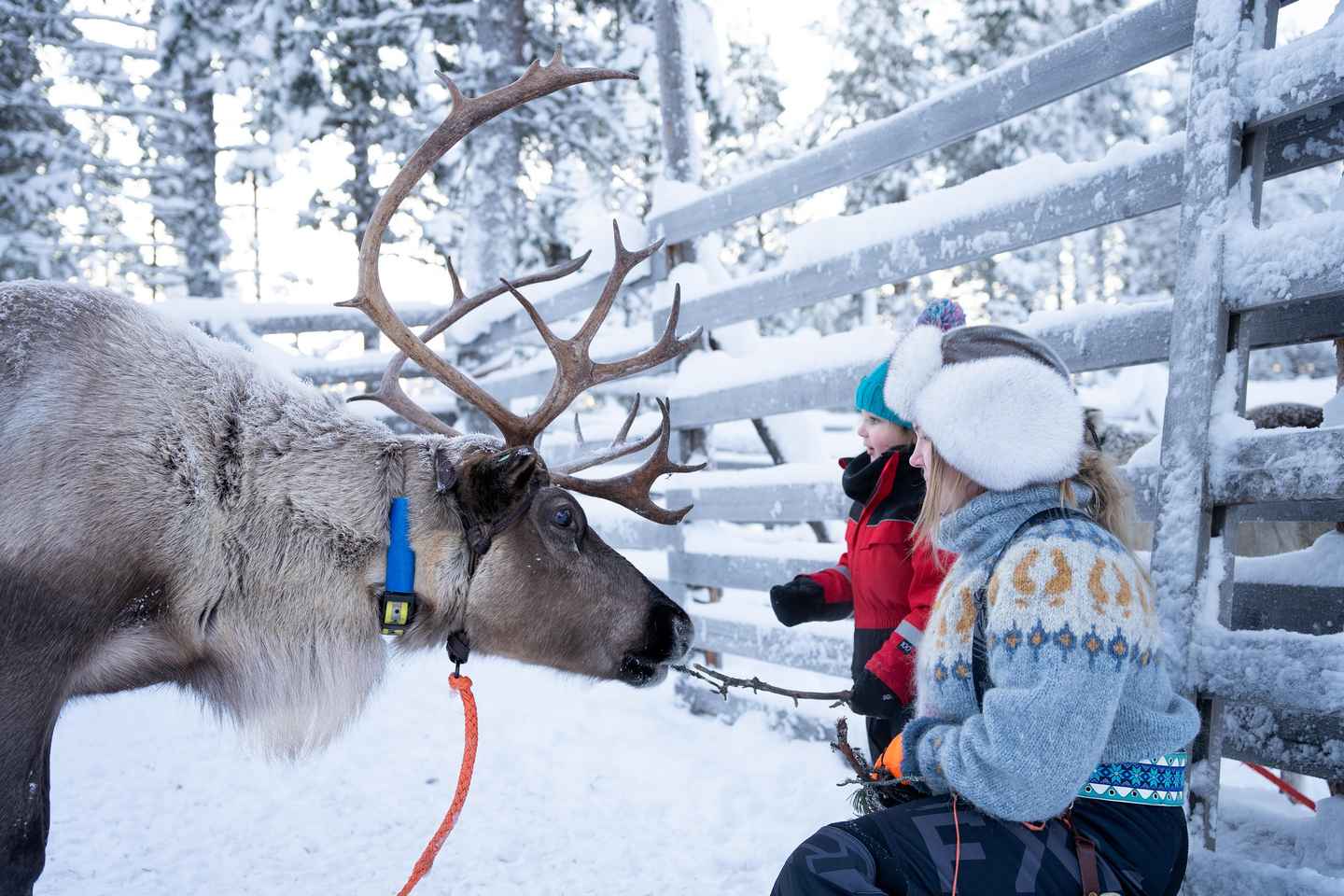 Saariselk: Reindeer Farm Experience with Snack and Drinks