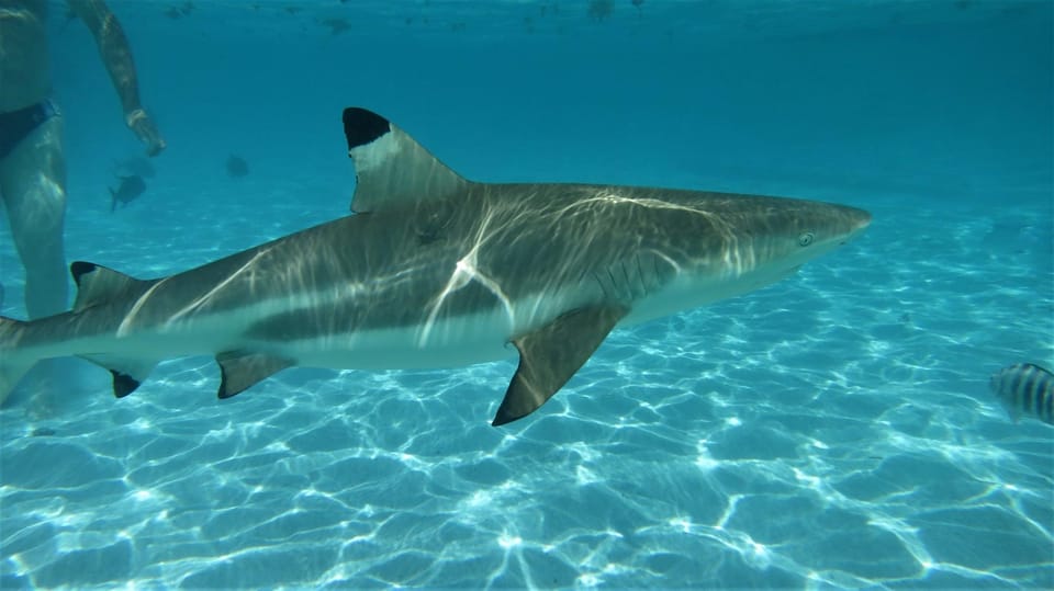 Moorea: Excursion en Kayak Transparent Pendant une Journée