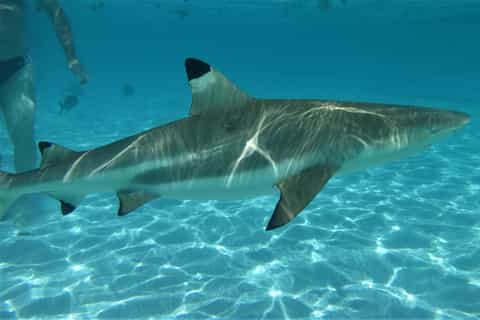 Moorea: Excursion en Kayak Transparent Pendant une Journée