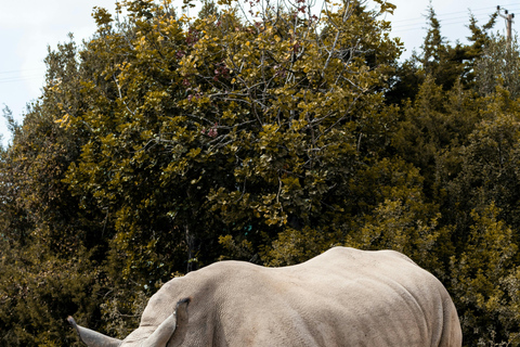 Nairobi: 3-Day Ol Pejeta Conservancy Safari & Chimpanzees