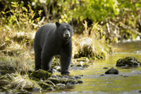 Tucson, Mt Lemmon & Saguaro NP Self-Guided Bundle Tour - Hizvo