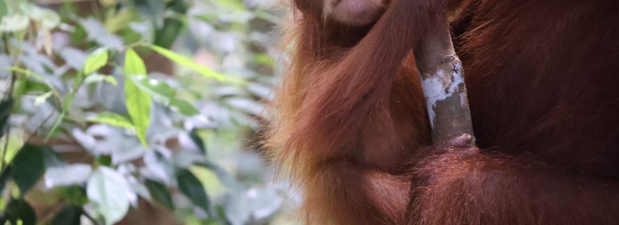 Bukit Lawang : Orang-outan Jungle Trekking Tour & Homestay SAMA