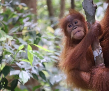 Bukit Lawang: Orangutan Jungle Trekking Tour & Homestay SAMA
