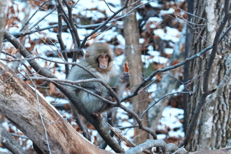 Från Tokyo: Dagstur till Snow Monkey Park och Miso-produktionDagstur i en Toyota Vellfire