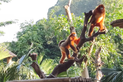 Guangzhou: Chimelong Safari Park Entry with Private Transfer Shenzhen | Private Transfer + Chimelong Safari Park Ticket