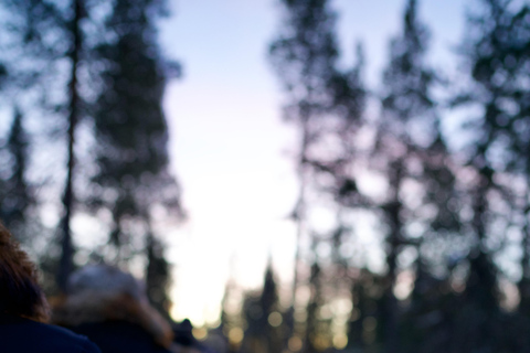 Levi: Enchanted 1.5km Forest Reindeer Sleigh Ride