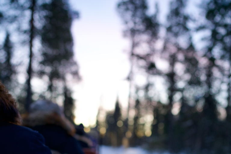 Levi: Enchanted 1.5km Forest Reindeer Sleigh Ride