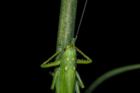 Tour nocturno por la selva de Manuel AntonioTour privado