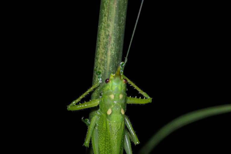 Tour nocturno por la selva de Manuel AntonioTour privado