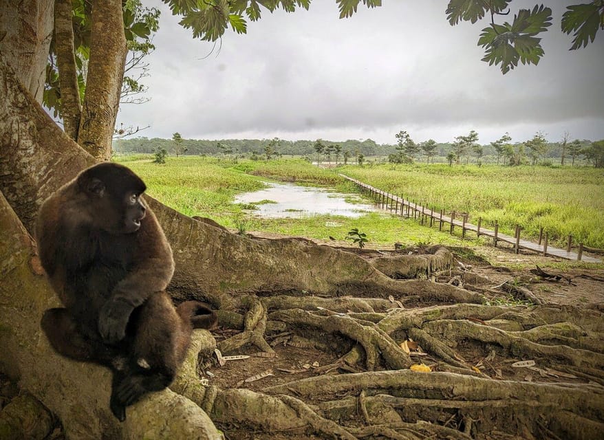 Day trip to Iquitos Monkey Island and Piranha Park GetYourGuide