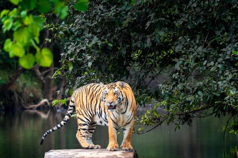 Agra: Ranthambore, Jaipur & Delhi Multi-Day Tour