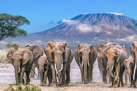 7-Day Tour to Amboseli, Tsavo, and Diani Beach Safari