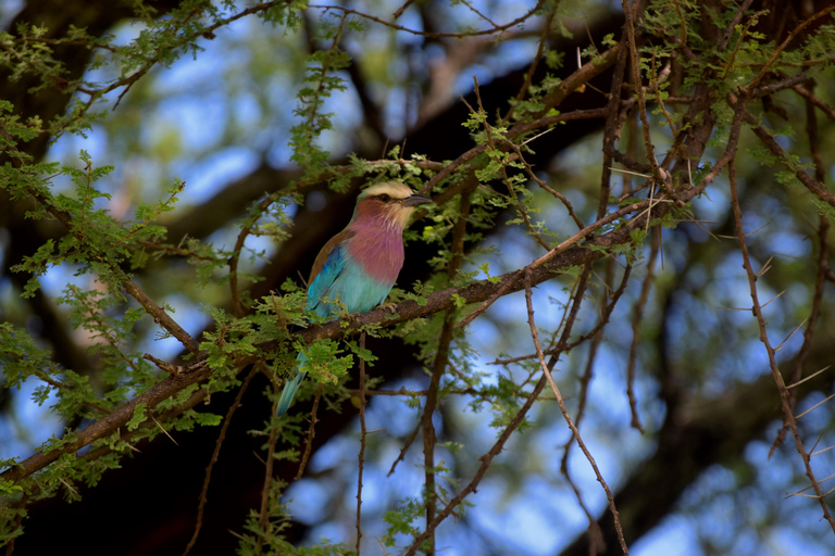 Arusha: Tarangire National Park Day Safari Joining Safari (1-2 People)
