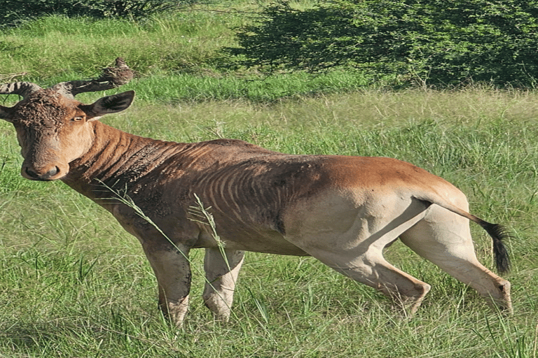 Parco Nazionale di Nairobi Game Drive