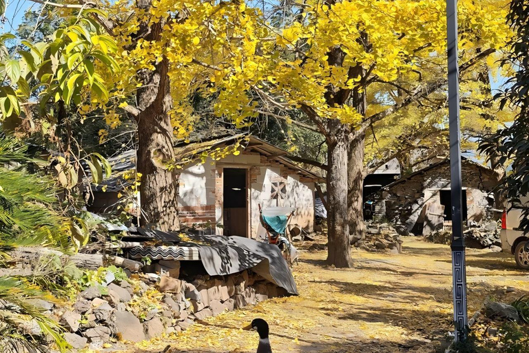 Guilin: Private Ginkgo Village and DaXu Ancient Town Tour