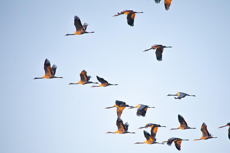 Crane watching by boat from Schaprode (Rügen) with an expert Crane watching by boat from Schaprode with an expert