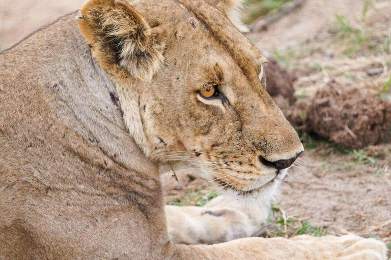 From Zanzibar: Mikumi Safari Day Trip with Flights and Lunch Mikumi Shared Safari without hotel transfer