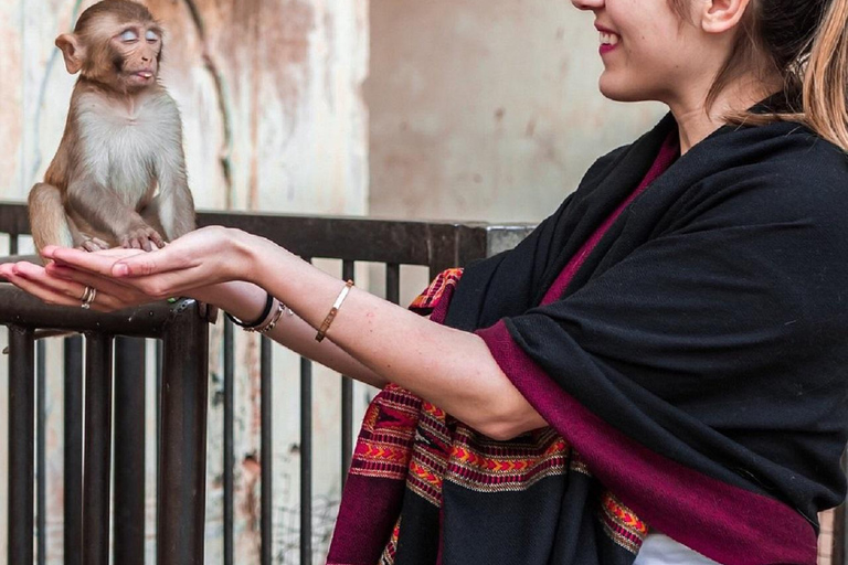 Jaipur: Half or Full-Day Sightseeing Tour with Guide+ Pickup Full Day Sightseeing Tour by Tuk- Tuk with Driver+ Pickup