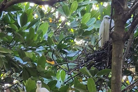 ZANZIBAR: Mangrove Kayaking and Turtle Swim at Salaam Cave PRIVATE TOUR INCLUDES TRANSFER