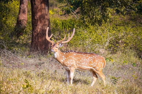 Pokhara : 3 jours de safari culturel dans la jungle et la faune