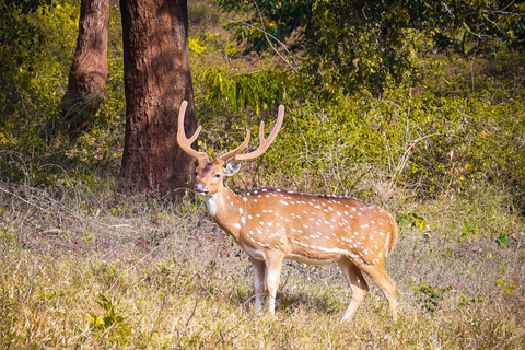 Pokhara : 3 jours de safari culturel dans la jungle et la faune