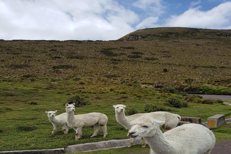 One Day Exploration Antisana Volcano and Andean Condor