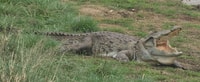 Yala Safari Day Tour From Bentota/Aluthgama/Ahungalla - Housity
