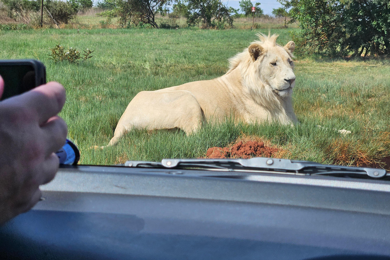 Rhino and Lion Park (Safari) and Cradle (Maropeng Museum) Private Tour