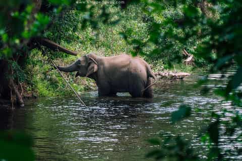Tây Nguyên, Vietnam Safari e animali selvatici: il MEGLIO del 2025