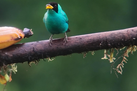 Quito: Mindo Cloud Forest 2-Day Tour with Meals & Hotel