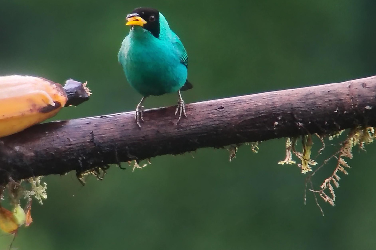 Quito: Mindo Cloud Forest 2-Day Tour with Meals & Hotel