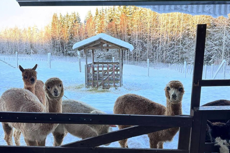 Helsinki: Alpaca Farm Tour with Guided Walk