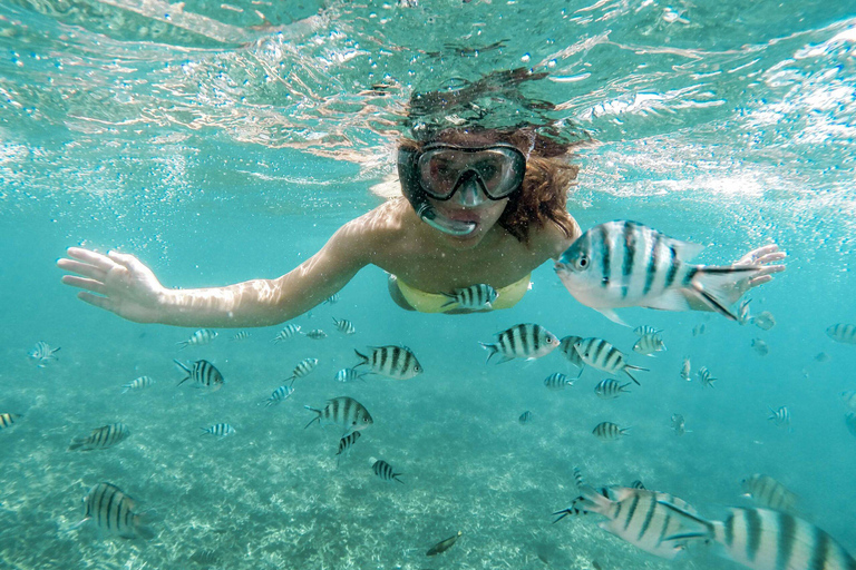 Zanzibar: Excursão de observação de golfinhos e mergulho com snorkel