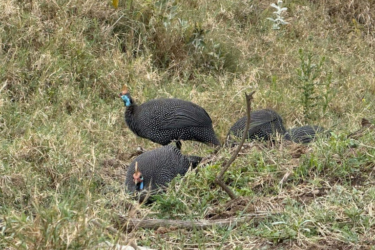 Lake Nakuru & Naivasha National Park Wildlife Highlights