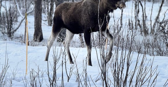 Swedish Lapland: Moose Safari Inspired by a UN Migration Map