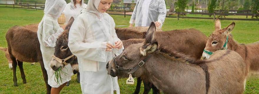 Bali : Pique-nique avec des alpagas/ânes et visite d'un temple