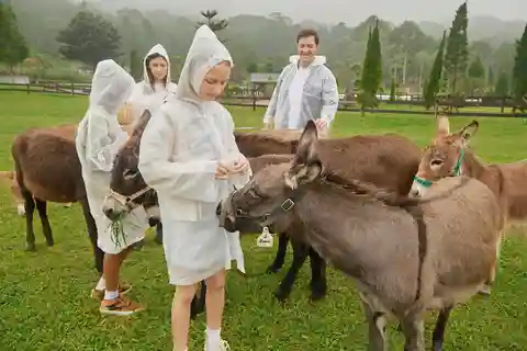 Bali: Picnic with Alpacas/Donkeys and Temple Tour