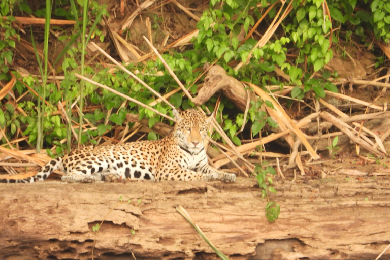 Manu Safaris PeruManu safari Peru