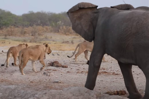 Excursión de un día al Parque Nacional de Chobe