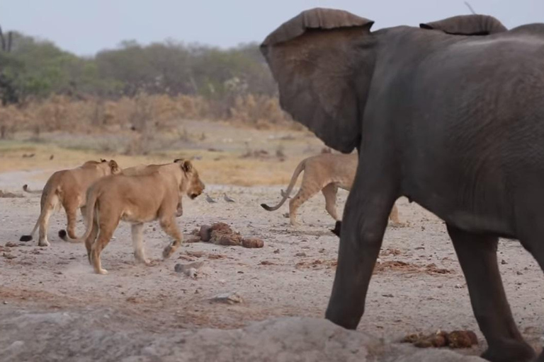 Excursión de un día al Parque Nacional de Chobe