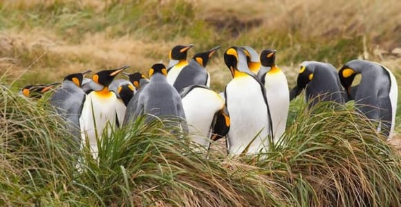 Visita a la Reserva Natural Pingüino Rey desde Ushuaia