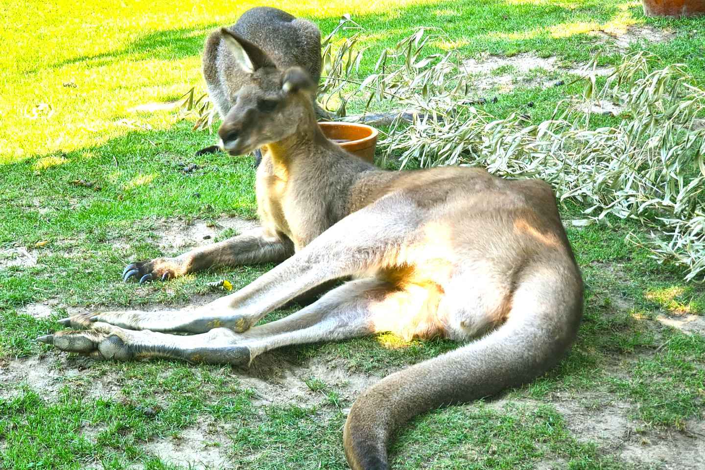 Пражский зоопарк: Аудиогид онлайн (без билета)
