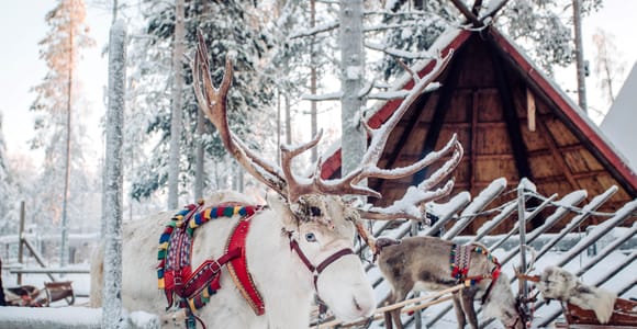 Rovaniemi: Reindeer & Husky Ride with Transfers