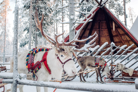 Rovaniemi: Reindeer & Husky Ride with Santa Claus Village